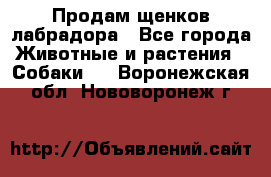 Продам щенков лабрадора - Все города Животные и растения » Собаки   . Воронежская обл.,Нововоронеж г.